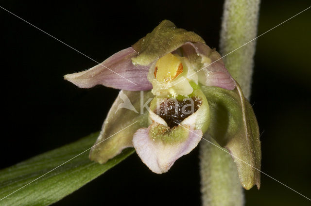 Brede wespenorchis (Epipactis helleborine)