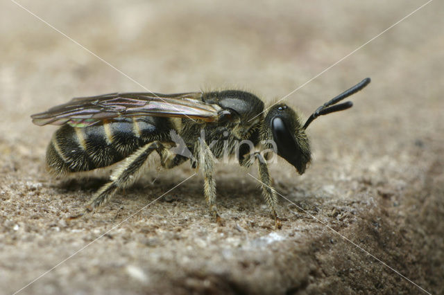 Breedkaakgroefbij (Lasioglossum laticeps)