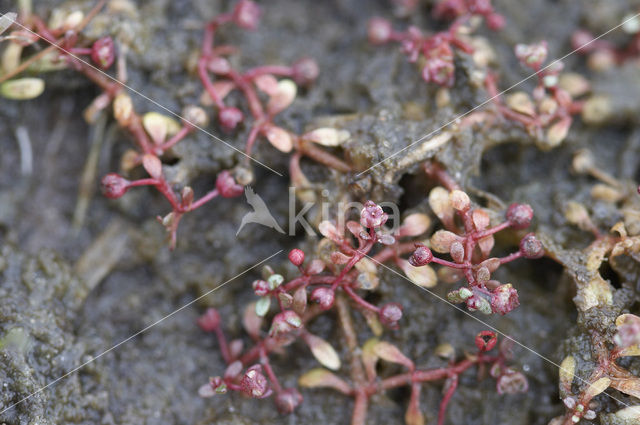 Bronkruid (Montia fontana)