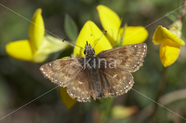 Bruin dikkopje (Erynnis tages)