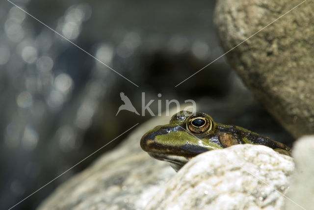 Bruine kikker (Rana temporaria)