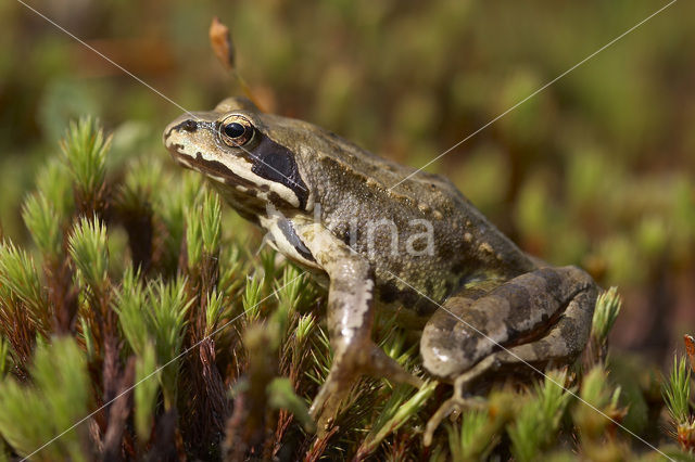 Bruine kikker (Rana temporaria)