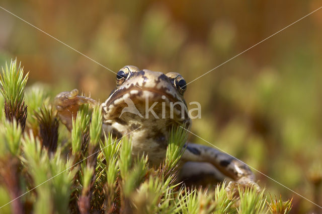 Bruine kikker (Rana temporaria)