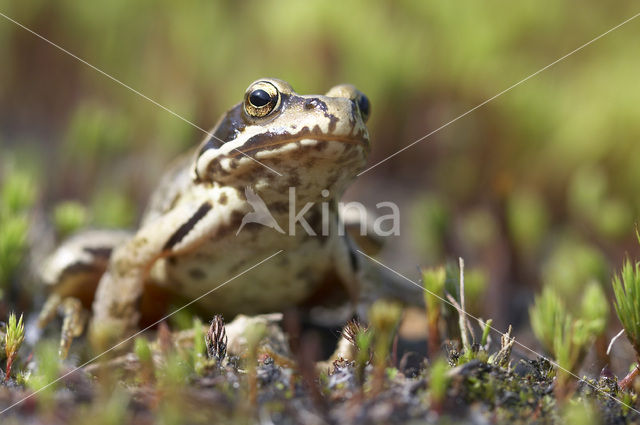 Bruine kikker (Rana temporaria)