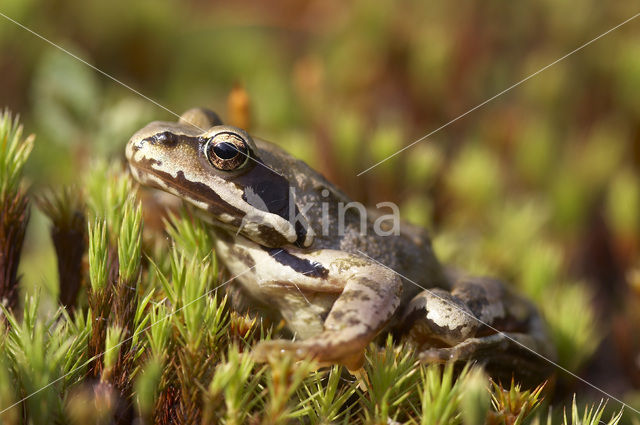 Bruine kikker (Rana temporaria)