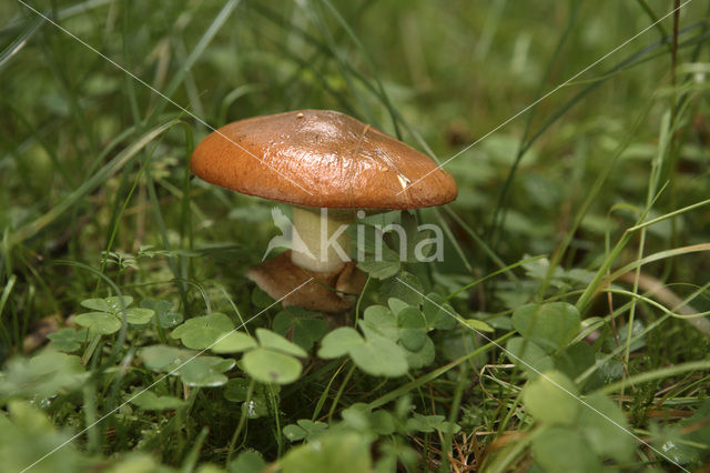 Bruine ringboleet (Suillus luteus)