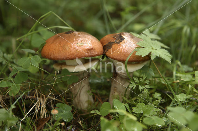 Bruine ringboleet (Suillus luteus)