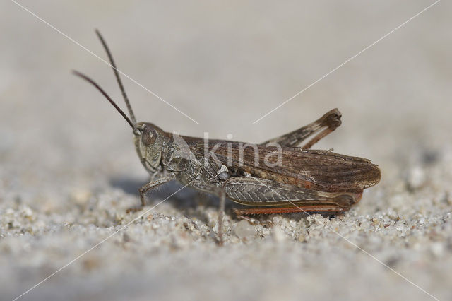 Bruine sprinkhaan (Chorthippus brunneus)