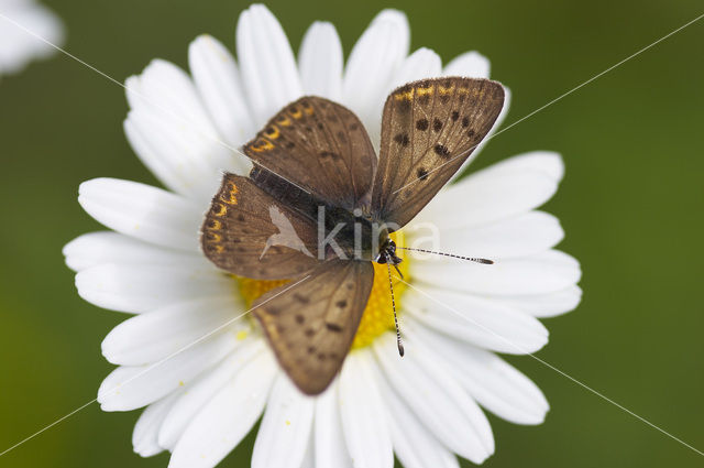 Bruine vuurvlinder (Lycaena tityrus)