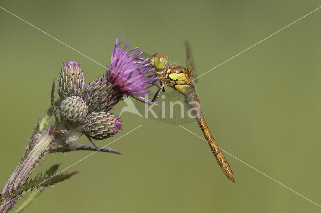 Bruinrode heidelibel (Sympetrum striolatum)