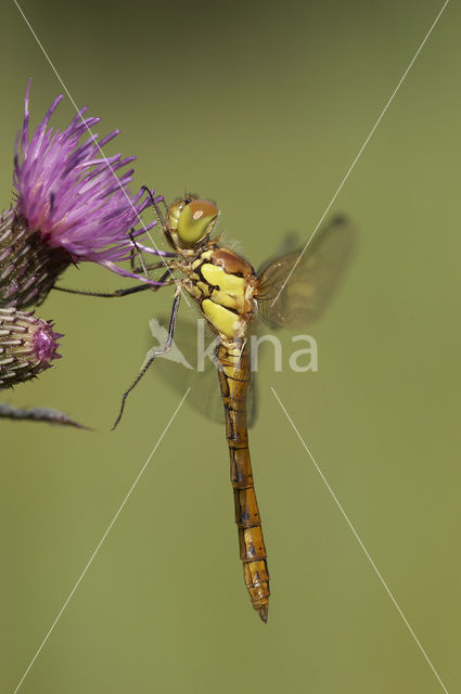 Bruinrode heidelibel (Sympetrum striolatum)