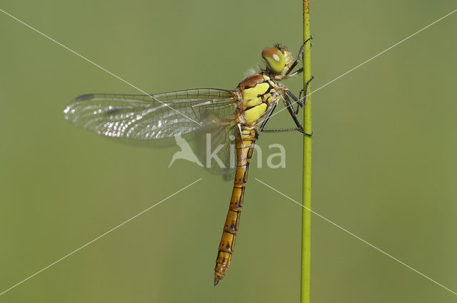 Bruinrode heidelibel (Sympetrum striolatum)