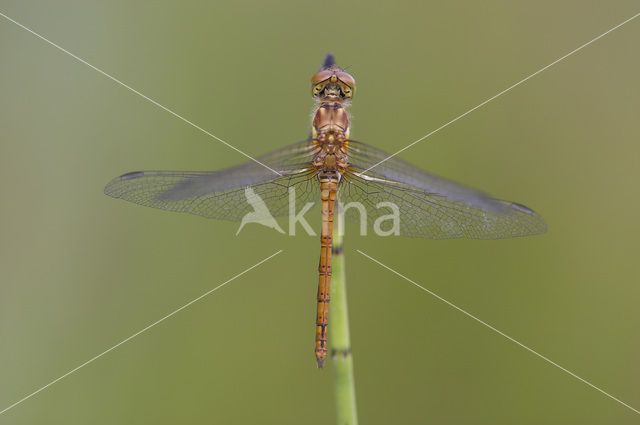 Bruinrode heidelibel (Sympetrum striolatum)