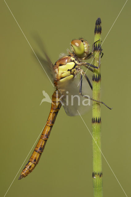 Bruinrode heidelibel (Sympetrum striolatum)