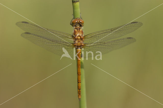 Bruinrode heidelibel (Sympetrum striolatum)