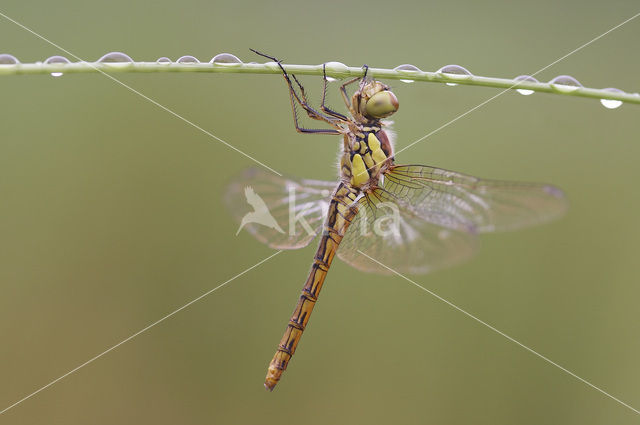 Bruinrode heidelibel (Sympetrum striolatum)