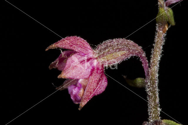 Bruinrode wespenorchis