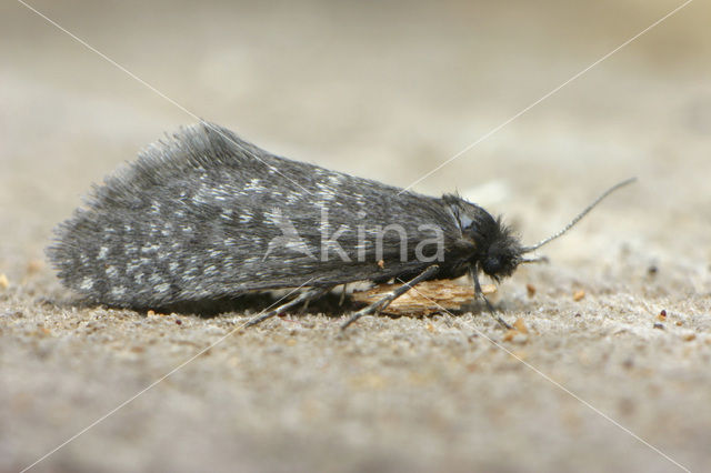 Buikige Zakdrager (Siederia listerella)