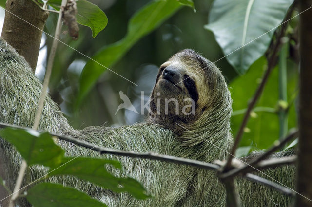 Capucijnluiaard (Bradypus variegatus)