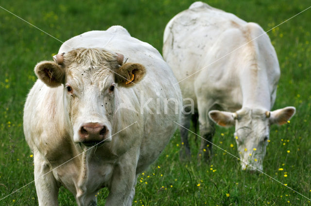 Charolais Koe (Bos domesticus)