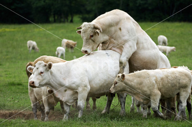 Charolais Koe (Bos domesticus)