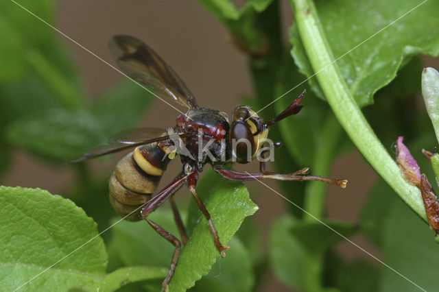 Conops vesicularis