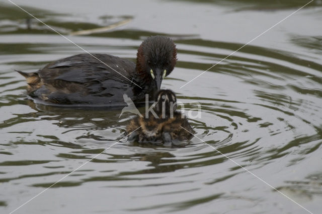 Dodaars (Tachybaptus ruficollis)