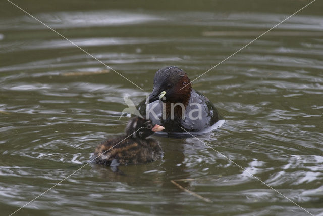 Dodaars (Tachybaptus ruficollis)