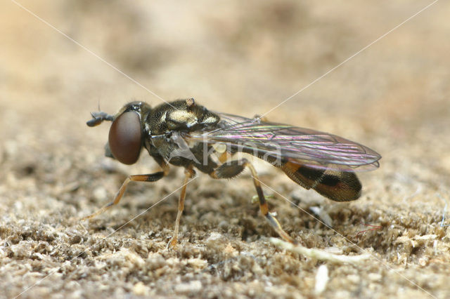 Donkere korsetzweefvlieg (Neoascia meticulosa)