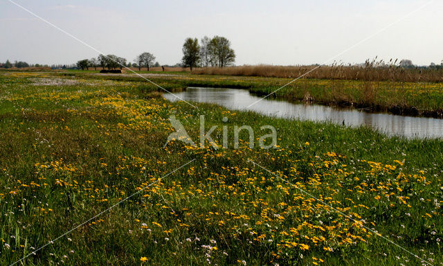 Dotterbloem (Caltha palustris)