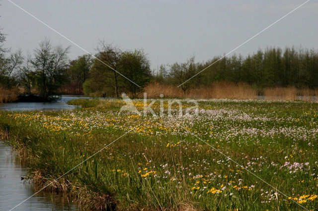 Dotterbloem (Caltha palustris)