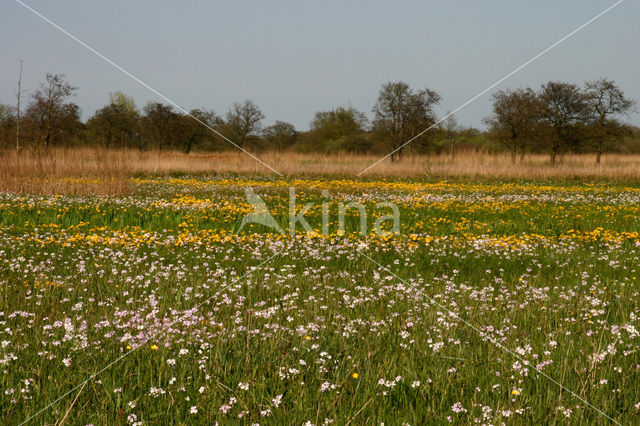 Dotterbloem (Caltha palustris)