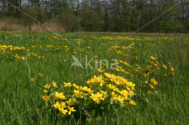 Dotterbloem (Caltha palustris)