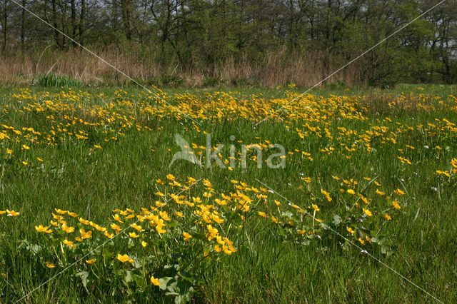 Dotterbloem (Caltha palustris)