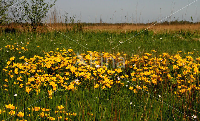 Dotterbloem (Caltha palustris)