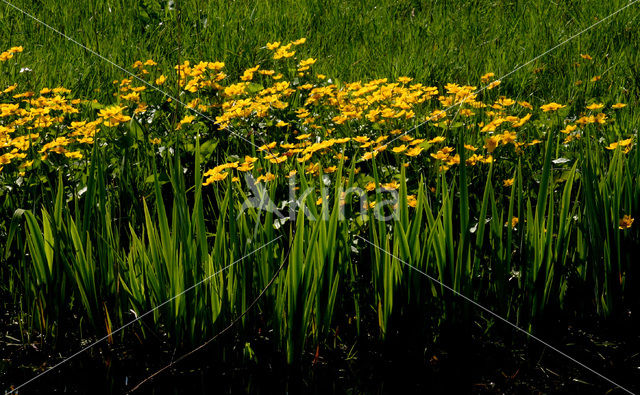 Dotterbloem (Caltha palustris)