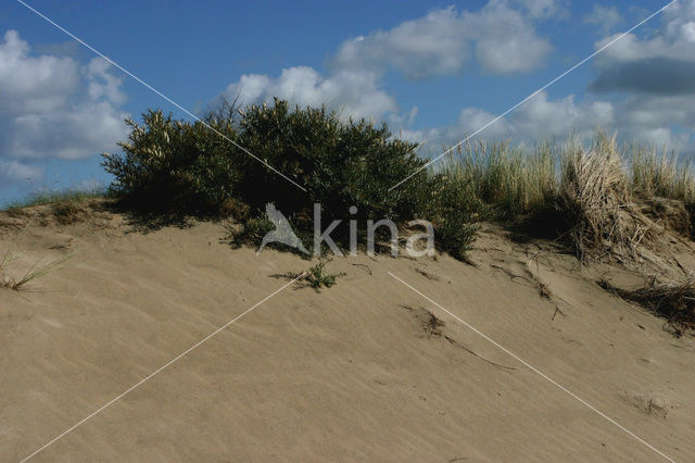 Duinen van Goeree