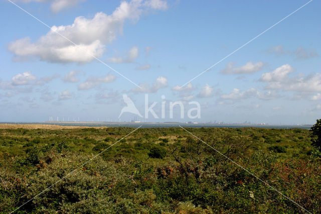 Duinen van Goeree