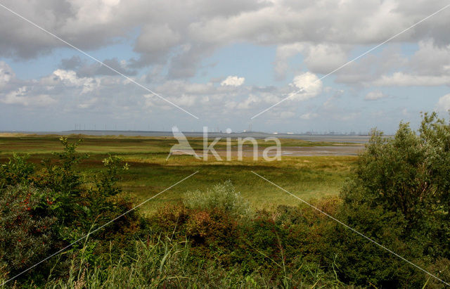 Duinen van Goeree