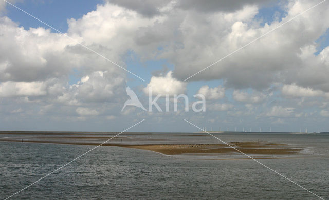 Duinen van Goeree