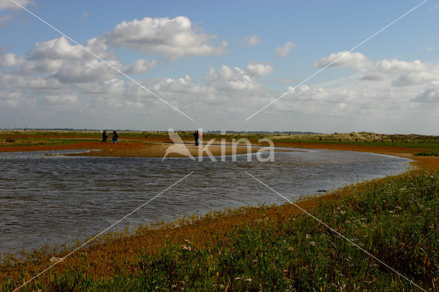 Duinen van Goeree