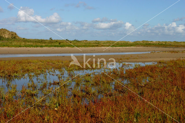 Duinen van Goeree