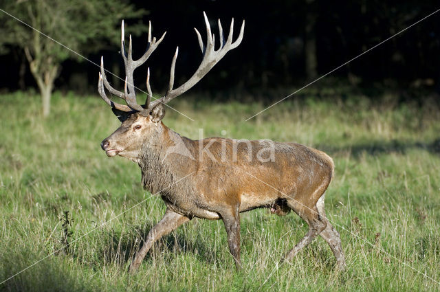 Edelhert (Cervus elaphus)