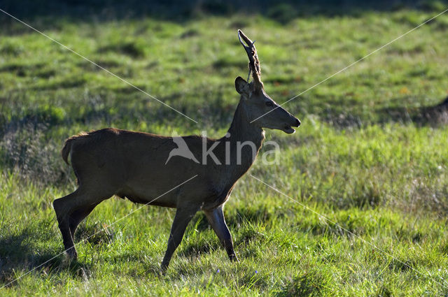 Edelhert (Cervus elaphus)