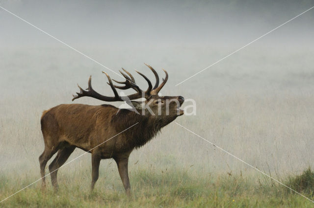 Edelhert (Cervus elaphus)