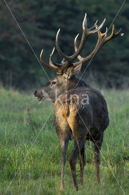 Red Deer (Cervus elaphus)