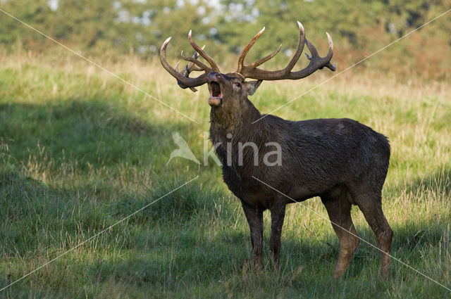 Edelhert (Cervus elaphus)