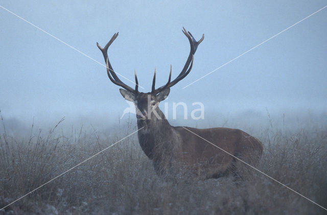 Edelhert (Cervus elaphus)