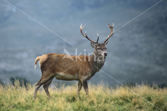 Edelhert (Cervus elaphus)