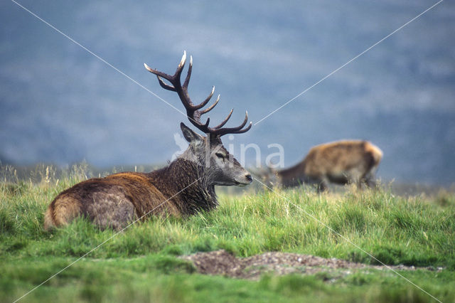 Edelhert (Cervus elaphus)